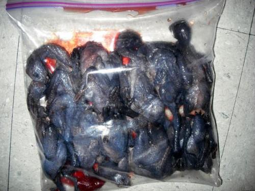 These raw, black chickens were seized at Dulles International Airport April 22 by Customs and Border Patrol agricultural special